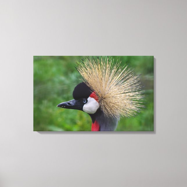 Crowned Crane Canvas Print (Front)