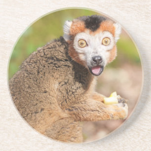 Crowned Lemur's Surprise: A Candid Expression Coaster