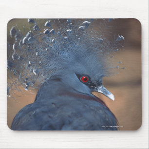 crowned pigeon mouse pad