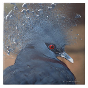 crowned pigeon tile
