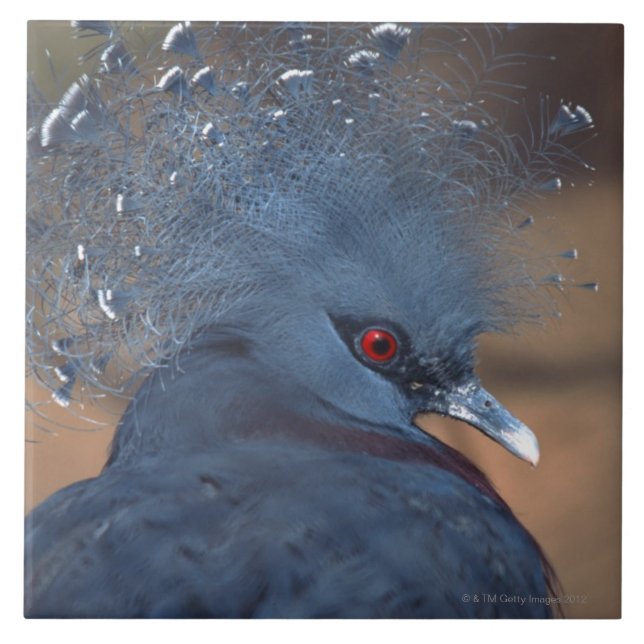 crowned pigeon tile (Front)