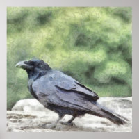 Crows Everywhere Are Equally Black Watercolor Art