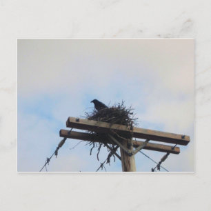 Crows Nest in Ak Postcard