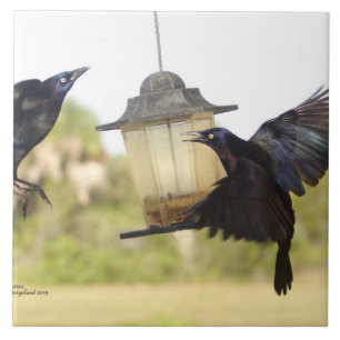 Crows Ravens Blackbirds birds Tile