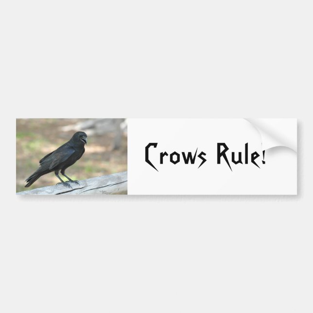 Crows Rule Bumper Sticker (Front)