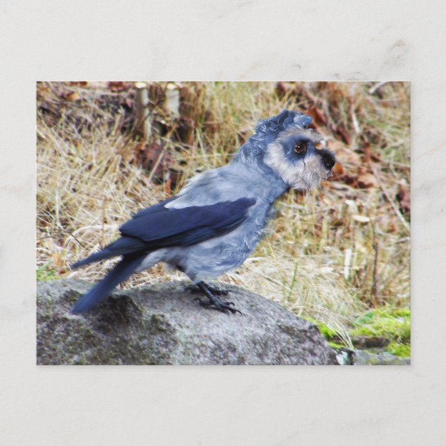 Crowschnauzer Postcard (Front)