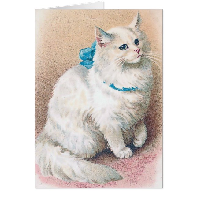 Cru - chat blanc avec l'arc bleu, (Devant)