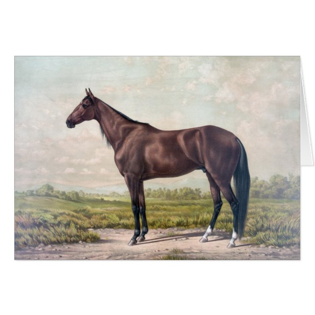 Cru - cheval de course majestueux, (Devant horizontal)