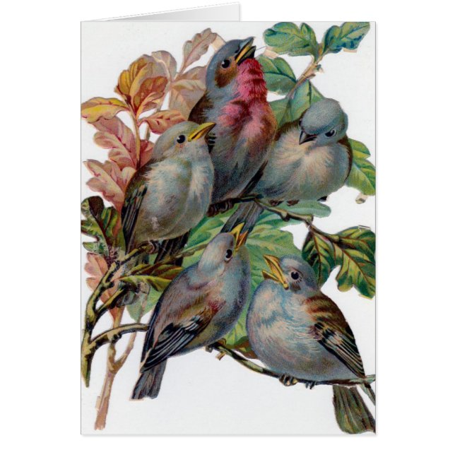 Cru - cinq oiseaux de chanson, (Devant)
