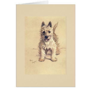 Cru - montagne Terrier blanc occidentale,