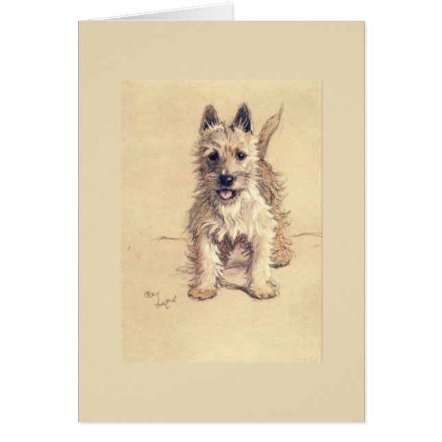 Cru - montagne Terrier blanc occidentale, (Devant)