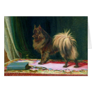 Cru - portrait d'un chien de Pomeranian,