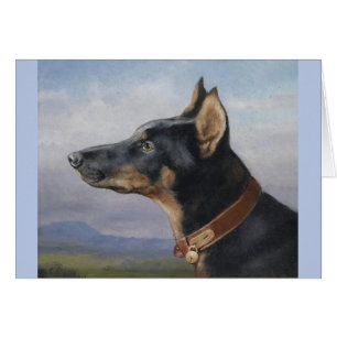 Cru - portrait d'un Pinscher de dobermann,