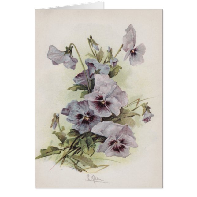 Cru - pourpre et pensées de Lavendar, (Devant)