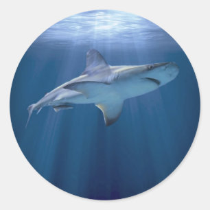 Cruising Shark Classic Round Sticker