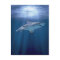 Cruising Shark