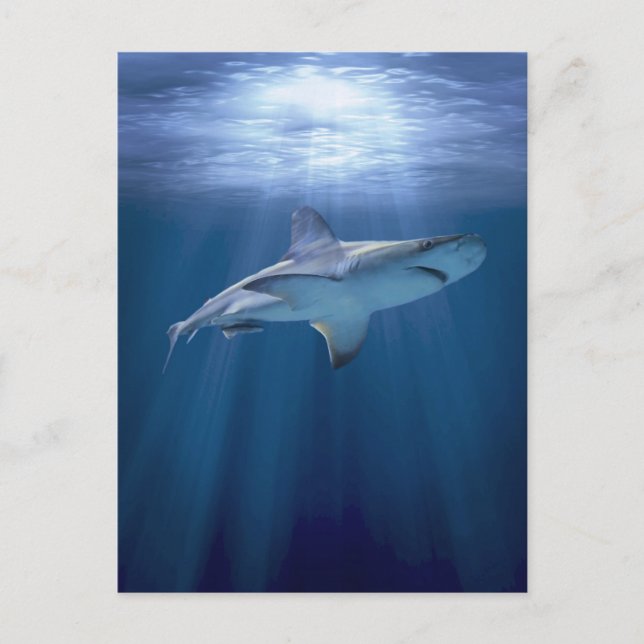 Cruising Shark Postcard (Front)