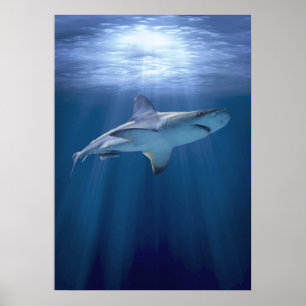Cruising Shark Poster