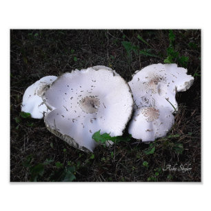 Crumpled Saucers Photo Print