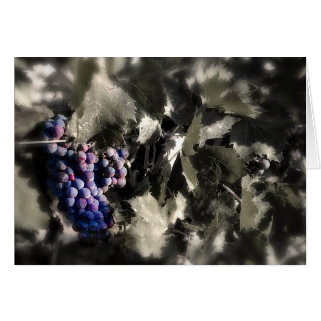 Crush at Tefft Cellars main vineyard (Front Horizontal)