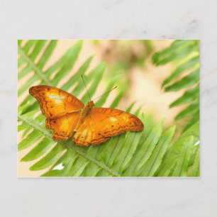 crusier butterfly postcard