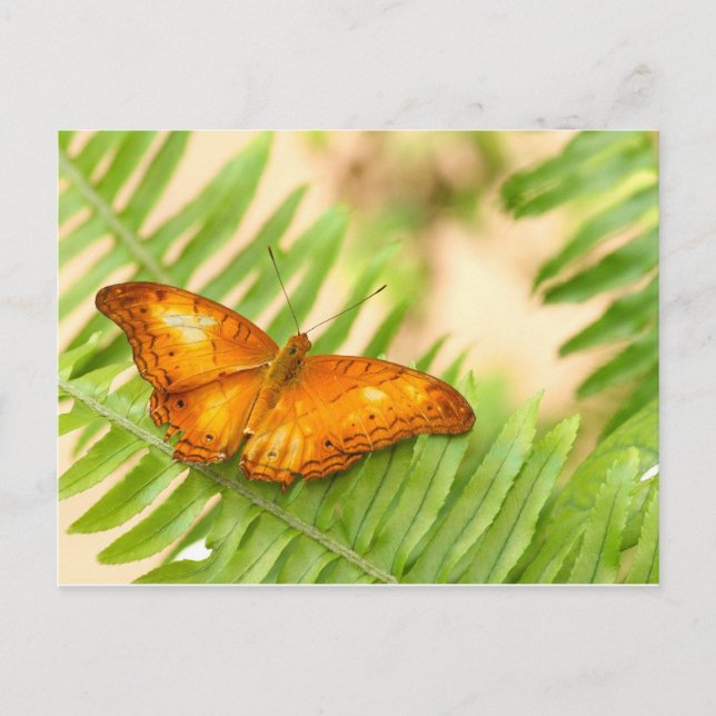 crusier butterfly postcard (Front)
