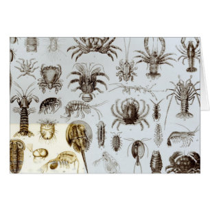 Crustacea and Arachnida