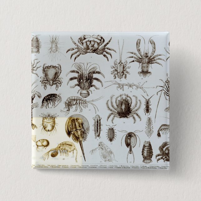Crustacea and Arachnida 2 Inch Square Button (Front)