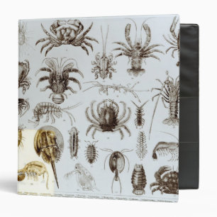 Crustacea and Arachnida Binder
