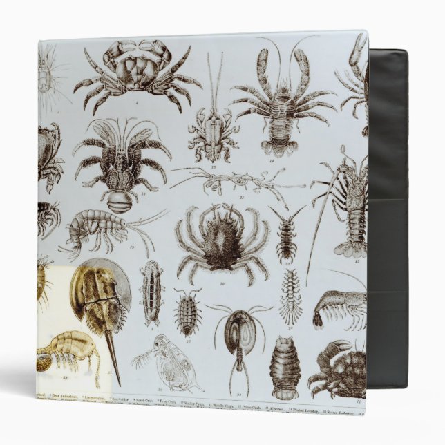 Crustacea and Arachnida Binder (Front/Inside)