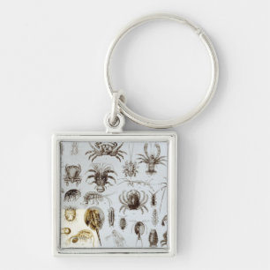 Crustacea and Arachnida Keychain