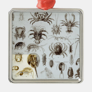 Crustacea and Arachnida Metal Ornament