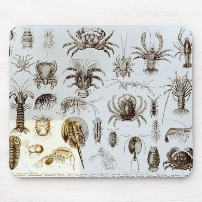 Crustacea and Arachnida Mouse Pad (Front)
