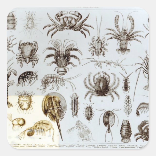 Crustacea and Arachnida Square Sticker (Front)