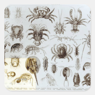 Crustacea and Arachnida Square Sticker