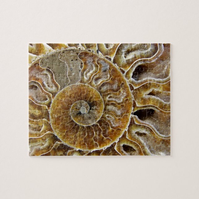 Crustacean Fossil Puzzle (Horizontal)
