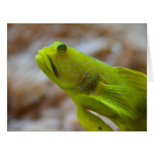 Cryptocentrus cinctus