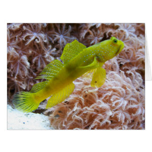 Cryptocentrus cinctus