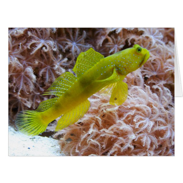 Cryptocentrus cinctus (Front Horizontal)