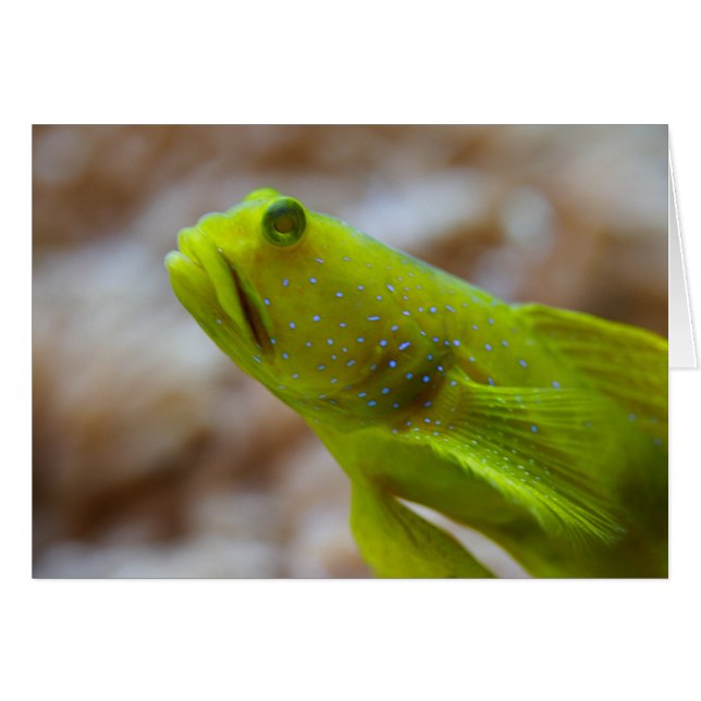 Cryptocentrus cinctus (Front Horizontal)