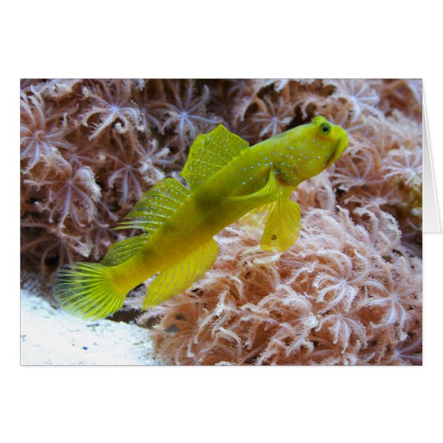 Cryptocentrus cinctus (Front Horizontal)