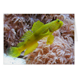 Cryptocentrus cinctus