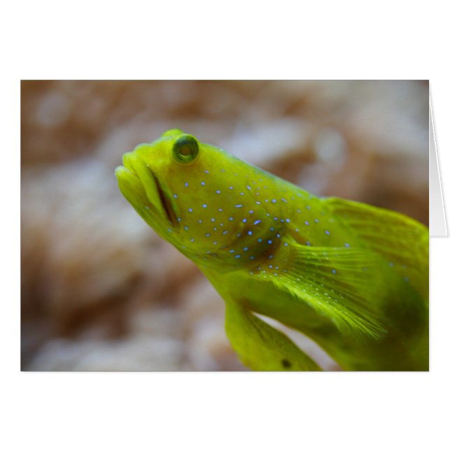 Cryptocentrus cinctus (Front Horizontal)