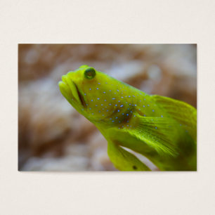 Cryptocentrus cinctus