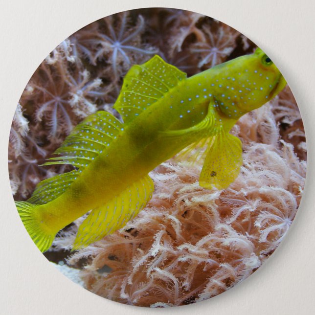 Cryptocentrus cinctus 6 inch round button (Front)