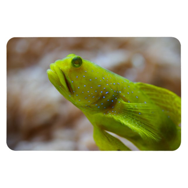Cryptocentrus cinctus magnet (Horizontal)