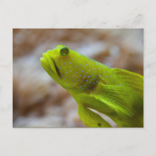 Cryptocentrus cinctus postcard
