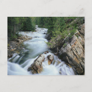 Crystal River, Gunnison National Forest, Postcard