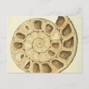 Crystalized Seashell Mineralogy Illustration Postcard