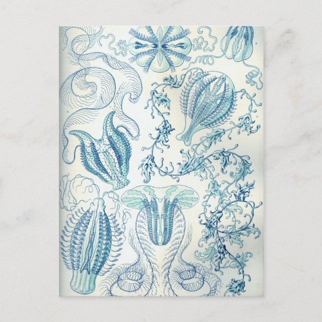 Ctenophorae Postcard (Front)